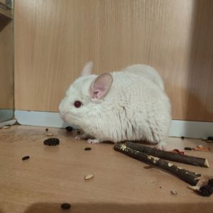 Хлопчик шиншила білий рецесивний лова (голдбар) можливий носій ангори