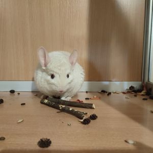 Хлопчик шиншила білий рецесивний лова (голдбар) можливий носій ангори