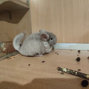 Хлопчик шиншила бархат пастель носій ангори