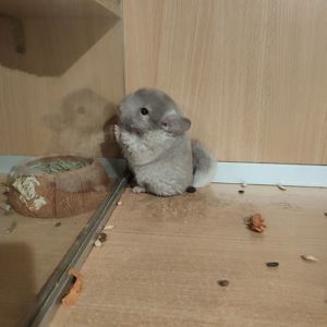 Хлопчик шиншила бархат пастель носій ангори