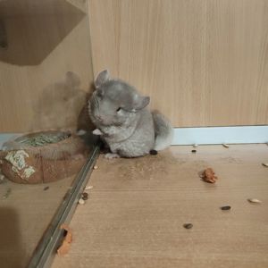 Хлопчик шиншила бархат пастель носій ангори