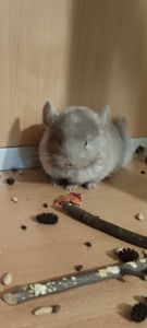 Хлопчик шиншила бархат пастель носій ангори