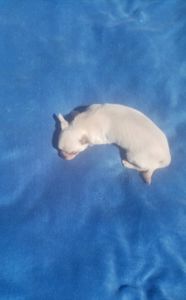 Чихуахуа крем мальчик