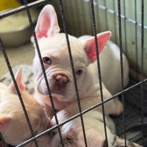 Щенки французского бульдога