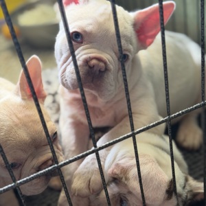 Щенки французского бульдога