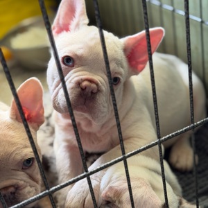 Щенки французского бульдога