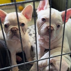 Щенки французского бульдога