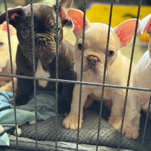 Щенки французского бульдога