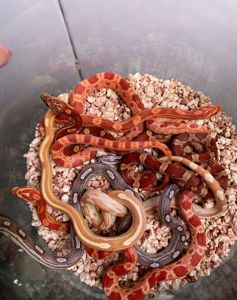 Маїсовий полоз, кукурудзяна змія, яскрава змія, не отруйна домашня змія, полоз