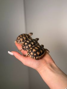 Сухопутна черепаха, балканська, середньоазіатська, шпороносна, грецька маленька домашня черепаха