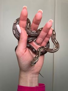 Маїсовий полоз, кукурудзяна змія, яскрава змія, не отруйна домашня змія, полоз