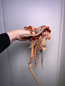 Маїсовий полоз, кукурудзяна змія, яскрава змія, не отруйна домашня змія, полоз