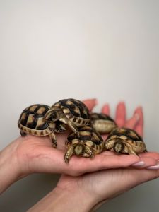 Сухопутна черепаха, балканська, середньоазіатська, шпороносна, грецька маленька домашня черепаха