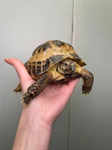Сухопутна черепаха, балканська, середньоазіатська, шпороносна, грецька маленька домашня черепаха