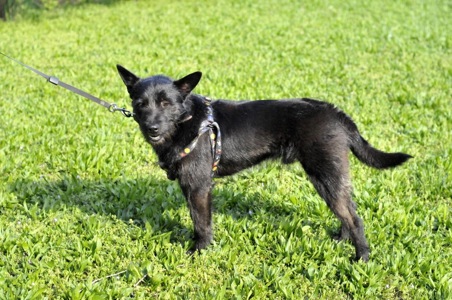 Чівас, метис Тер'єра?