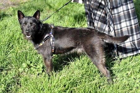 Чівас, метис Тер'єра?