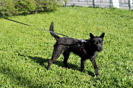 Чівас, метис Тер'єра?