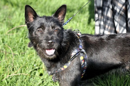 Чівас, метис Тер'єра?