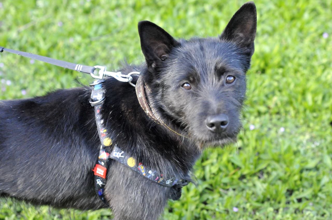 Чівас, метис Тер'єра?