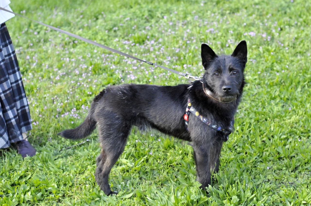 Чівас, метис Тер'єра?