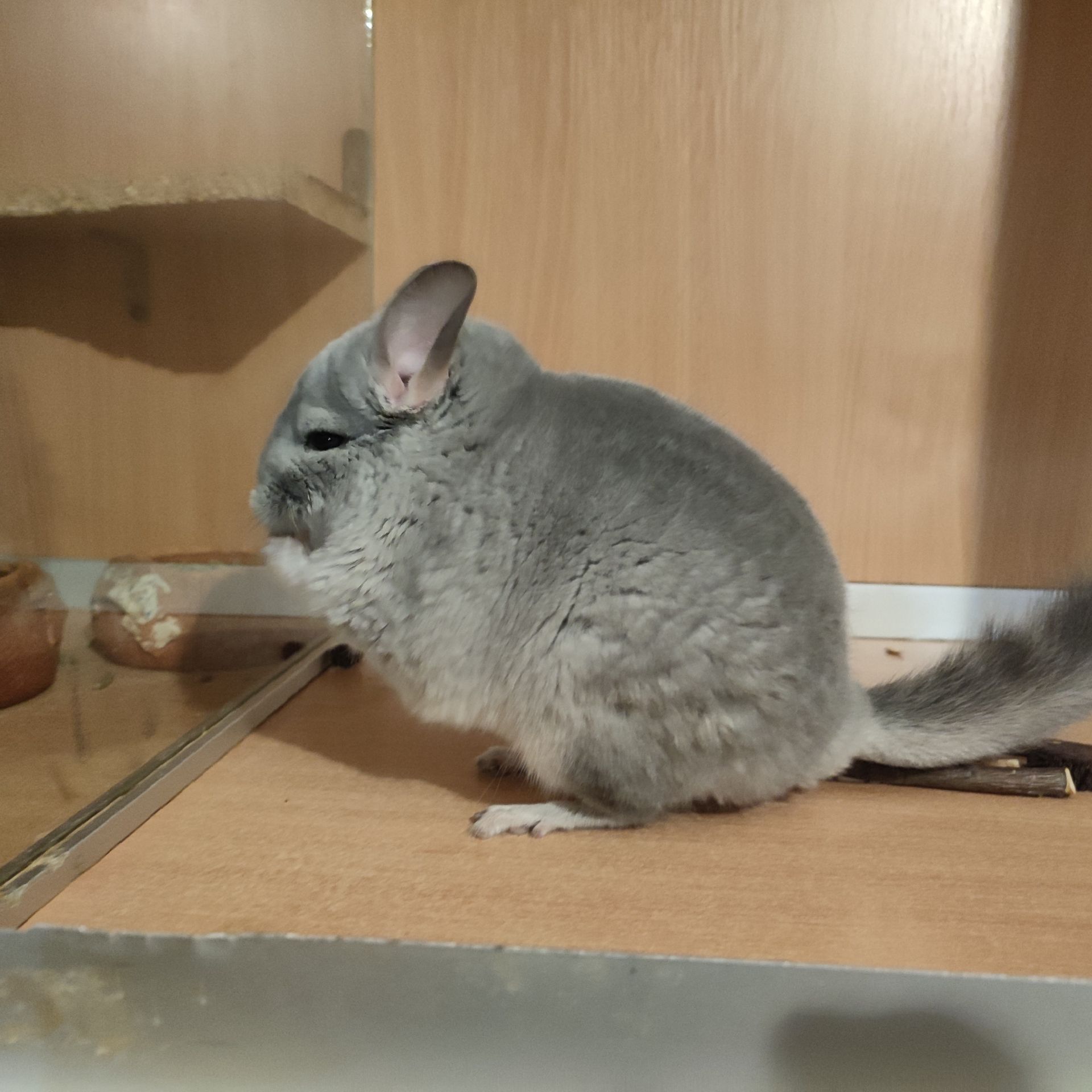 Дівчинка шиншила блакитний діамант можлива носійка ангори