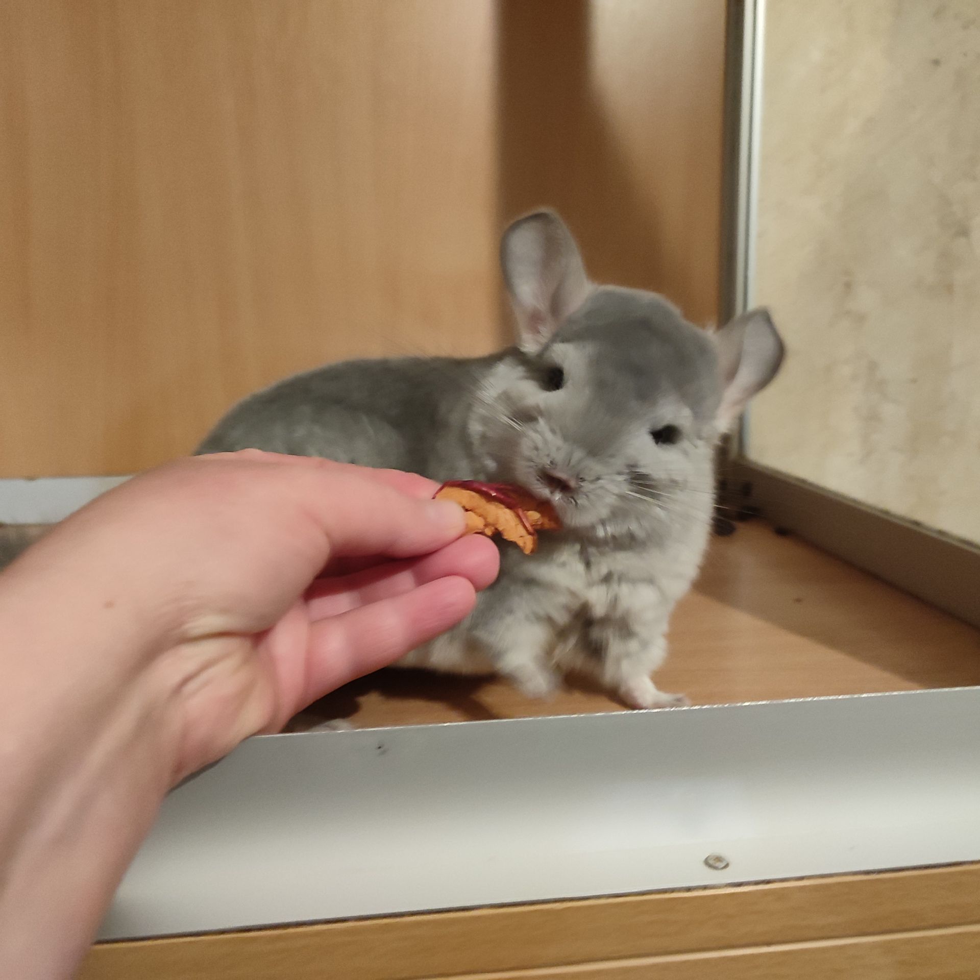 Дівчинка шиншила блакитний діамант можлива носійка ангори