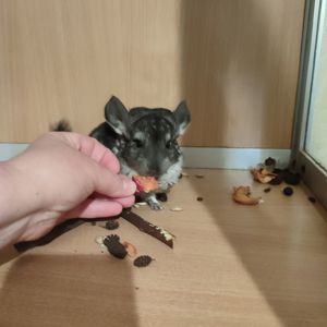 Хлопчик шиншила стандарт носій чорного перла, фіолету, сапфіру, ангори та дойча