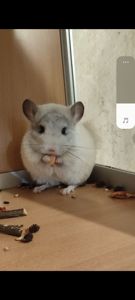 Братики шиншили білі ебоні носії сапфіру, фіолету та ангори