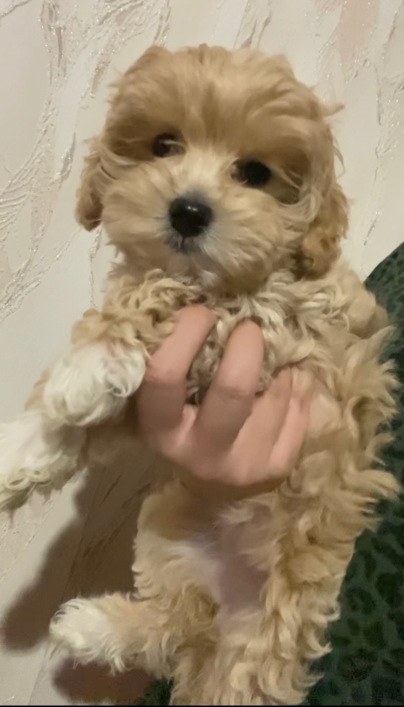 Мальтіпу F1 3 хлопчика і 1 дівчинка