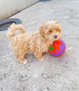 Мальтіпу F1 3 хлопчика і 1 дівчинка