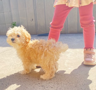 Мальтіпу F1 3 хлопчика і 1 дівчинка