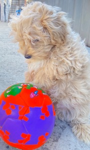 Мальтіпу F1 3 хлопчика і 1 дівчинка