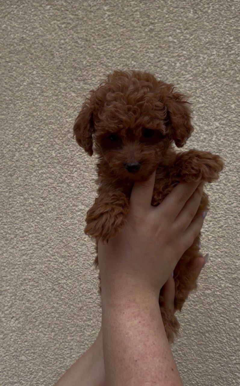 Хлопчик Той Пудель Ред Браун