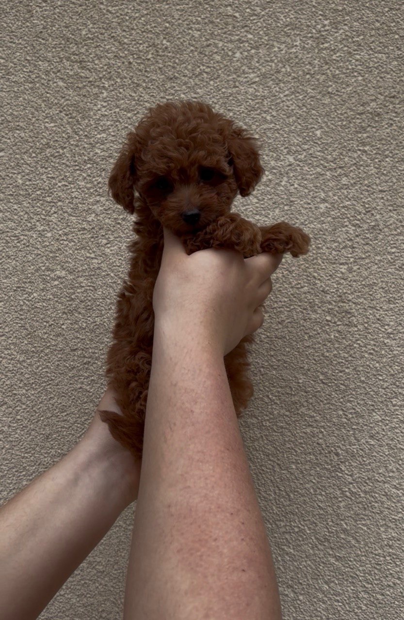 Хлопчик Той Пудель Ред Браун