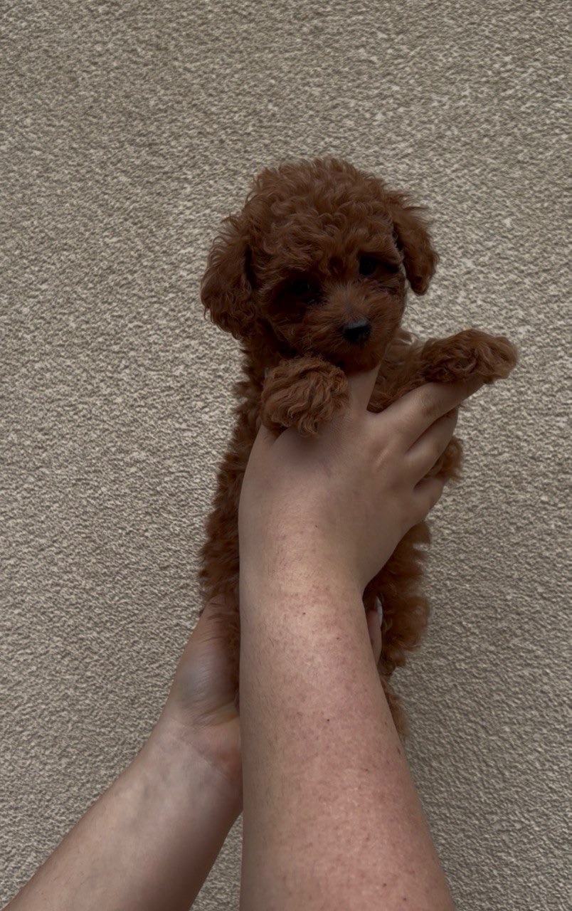 Хлопчик Той Пудель Ред Браун