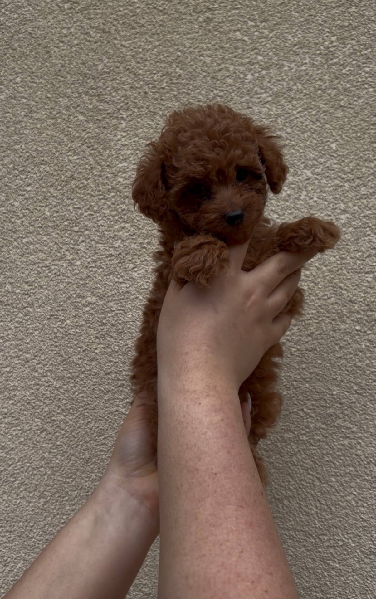 Хлопчик Той Пудель Ред Браун