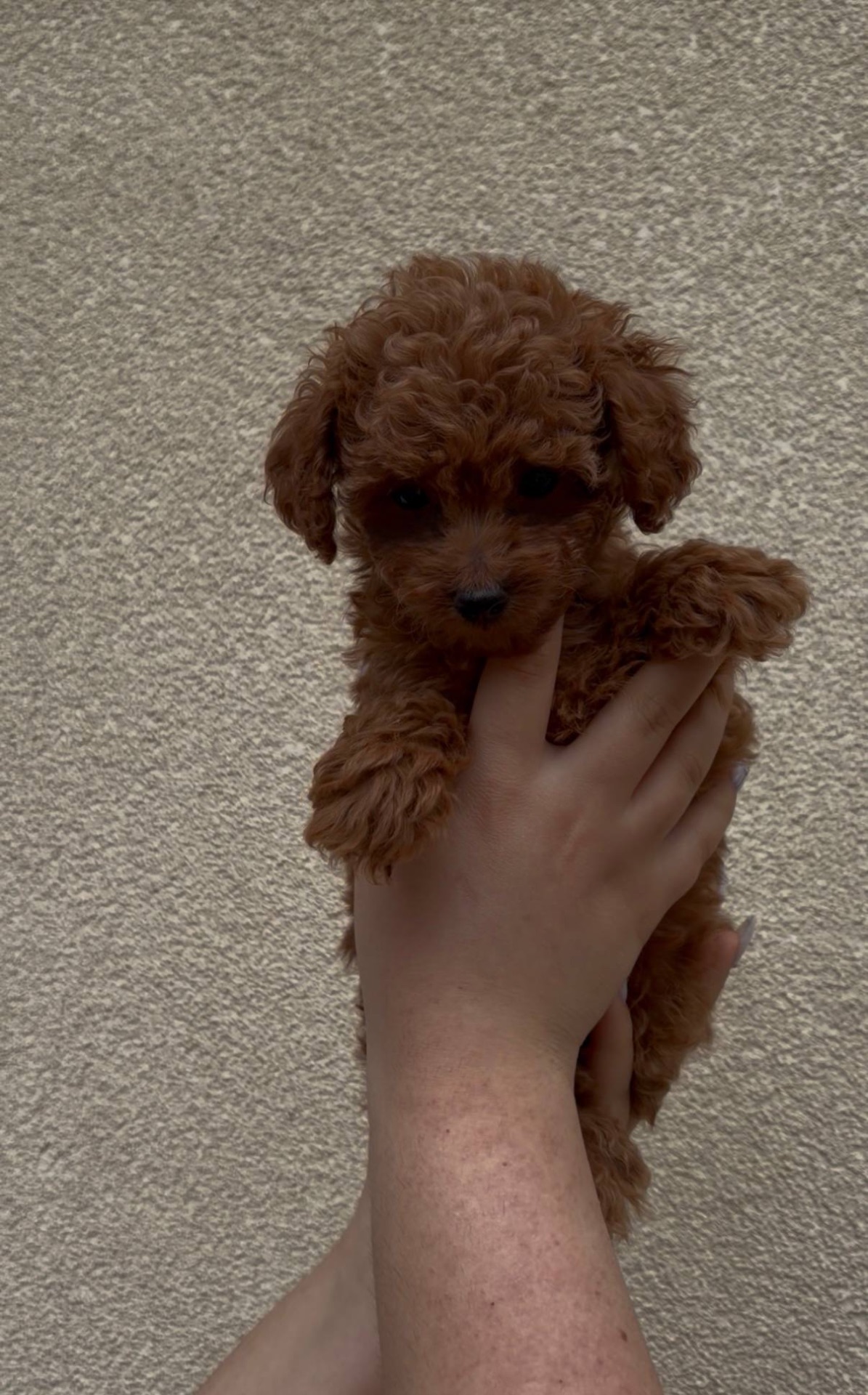 Хлопчик Той Пудель Ред Браун