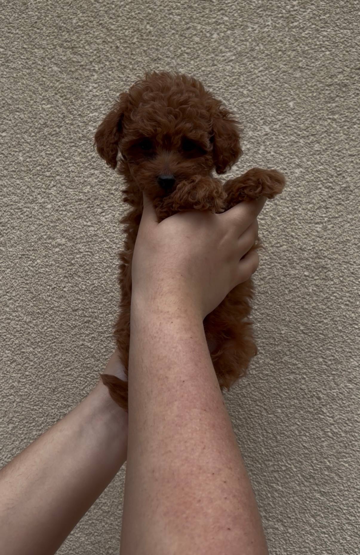 Хлопчик Той Пудель Ред Браун