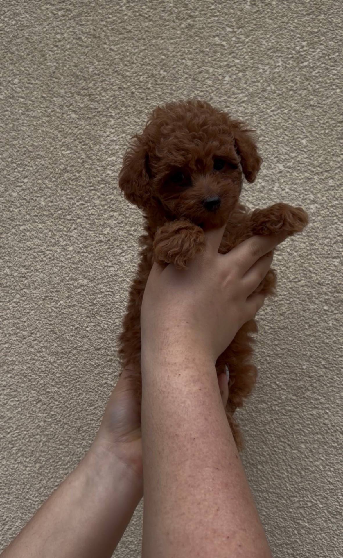 Хлопчик Той Пудель Ред Браун