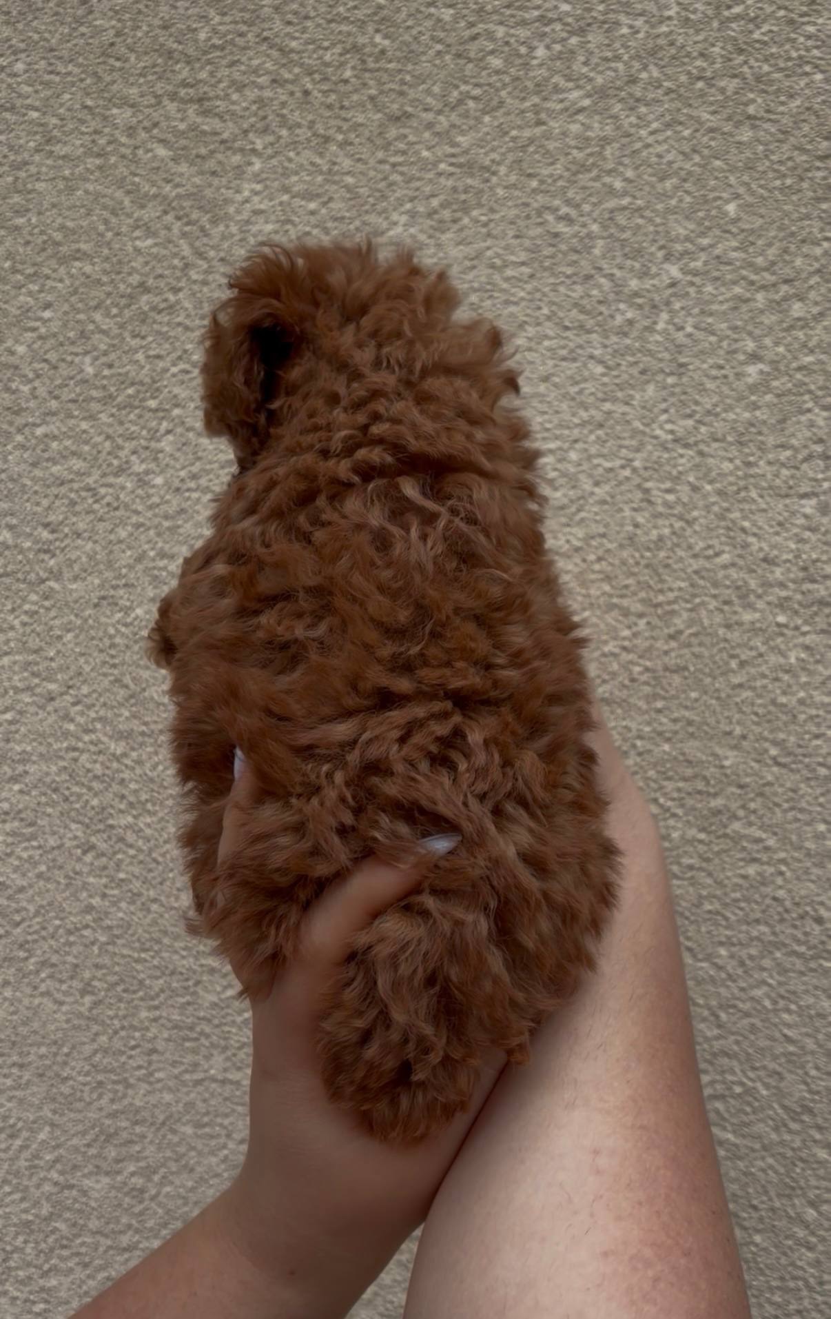 Хлопчик Той Пудель Ред Браун