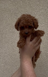 Хлопчик Той Пудель Ред Браун