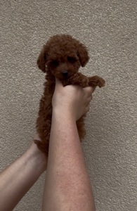 Хлопчик Той Пудель Ред Браун