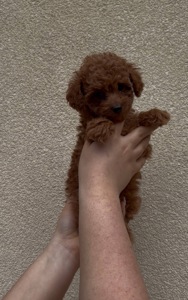 Хлопчик Той Пудель Ред Браун