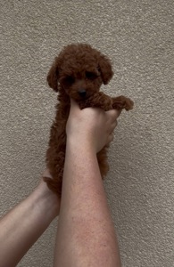 Хлопчик Той Пудель Ред Браун