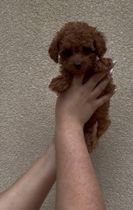 Хлопчик Той Пудель Ред Браун