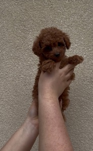 Хлопчик Той Пудель Ред Браун