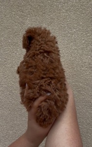 Хлопчик Той Пудель Ред Браун