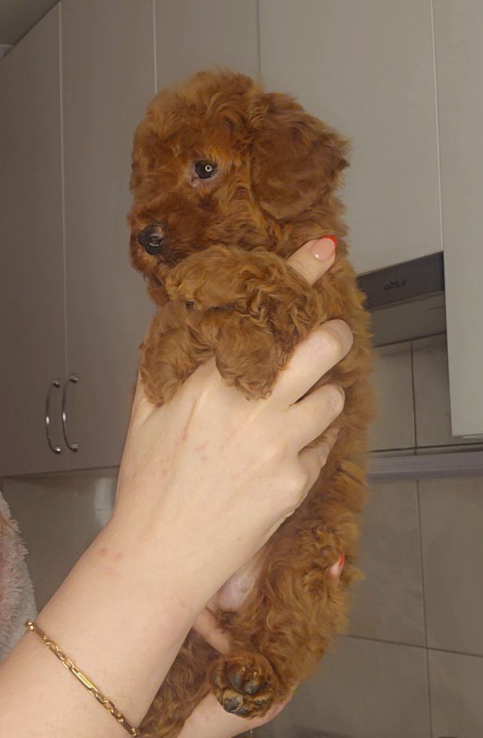 Мальтипу ф2 мальчики