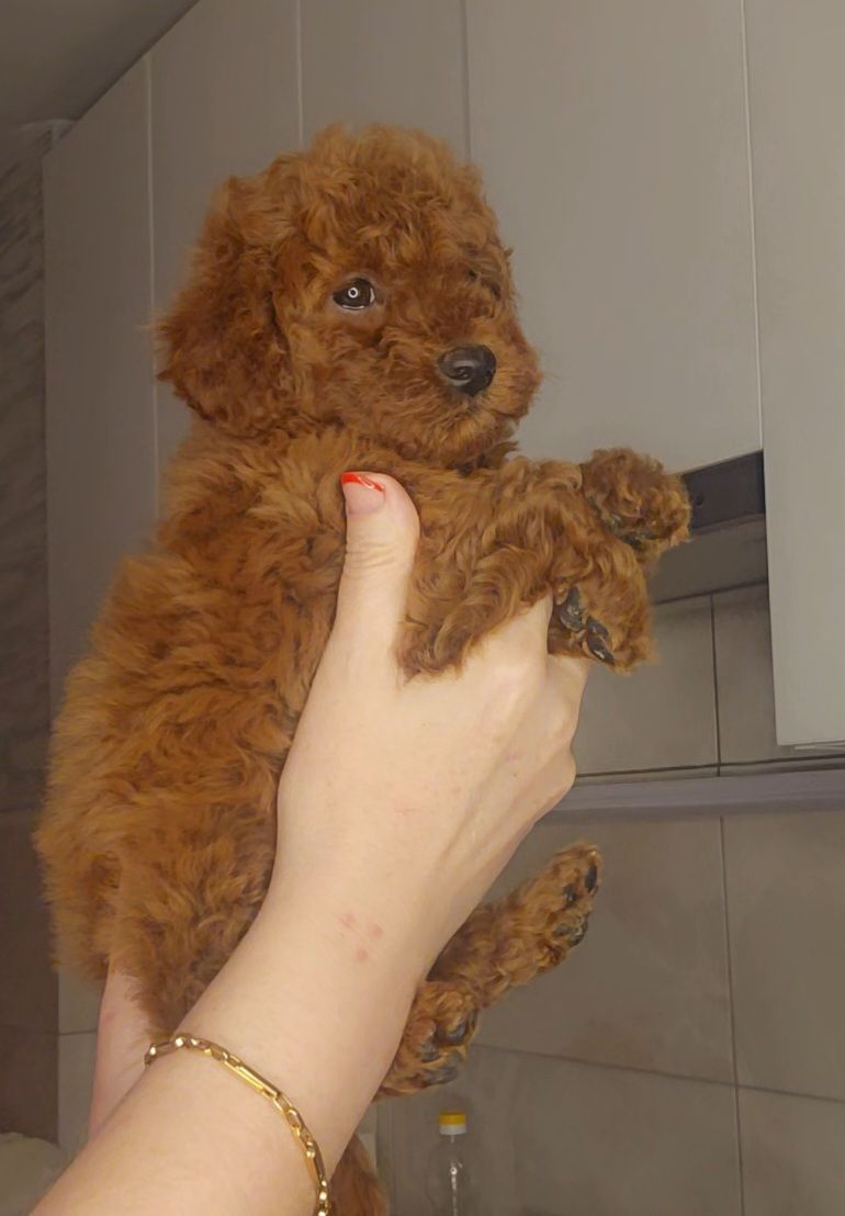 Мальтипу ф2 мальчики