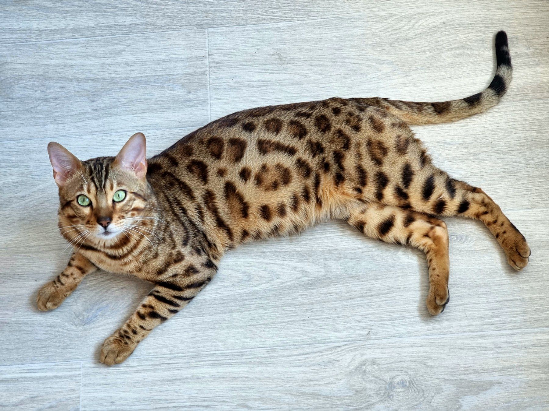 Кошенята Бенгальські